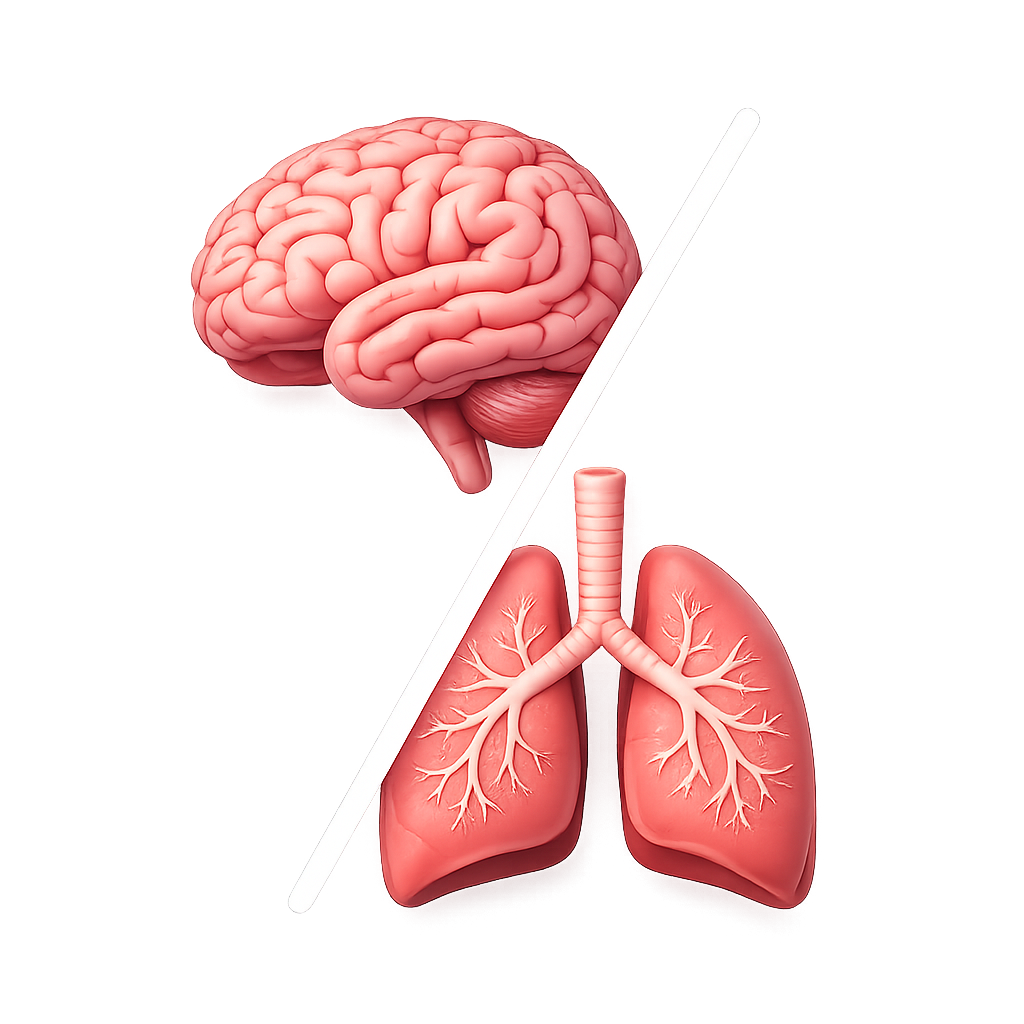 icone de cerebro e pulmào